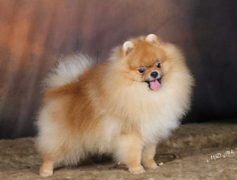 Palmirina chingizkhan lux pom