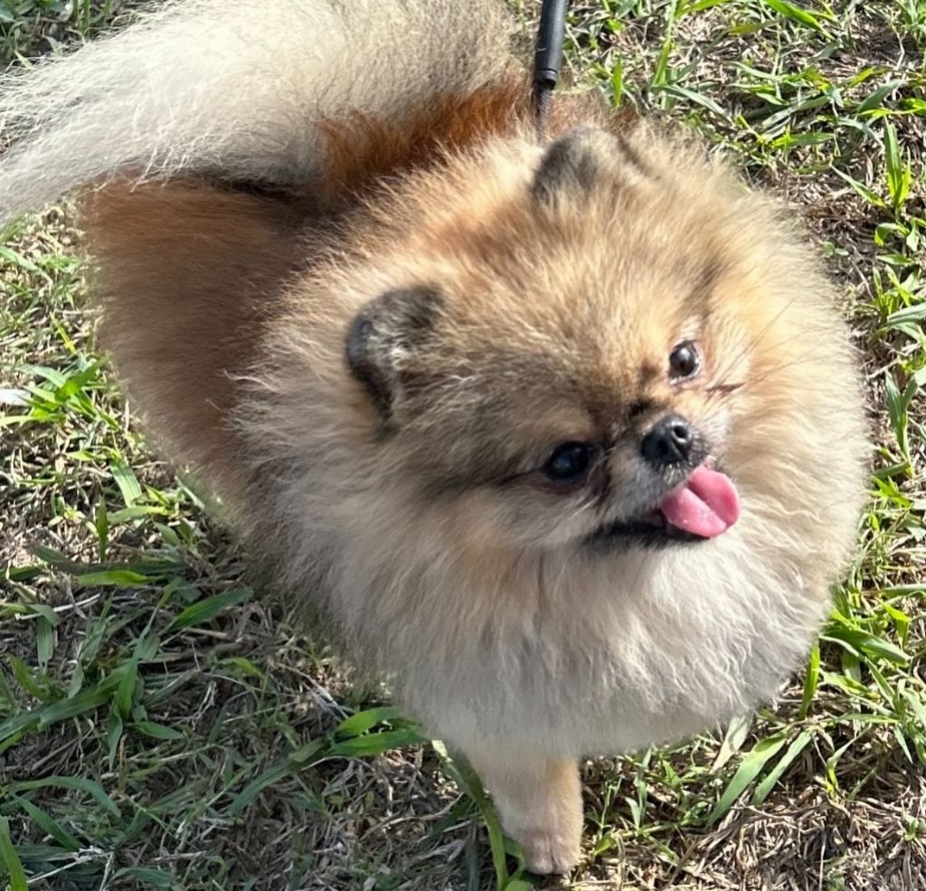 lux pom Mon chien
