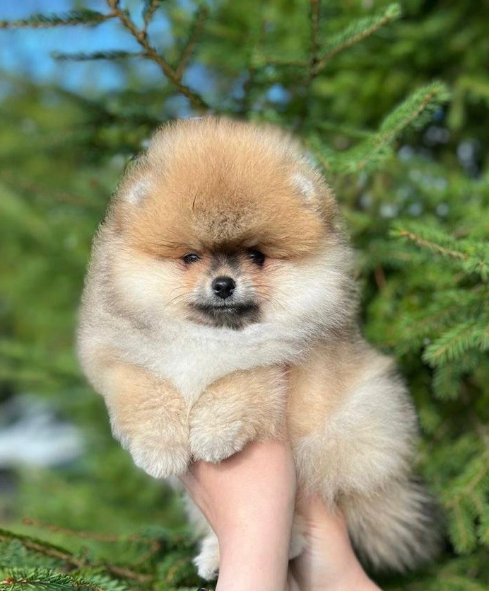 lux pom - Chiots disponibles - Spitz allemand