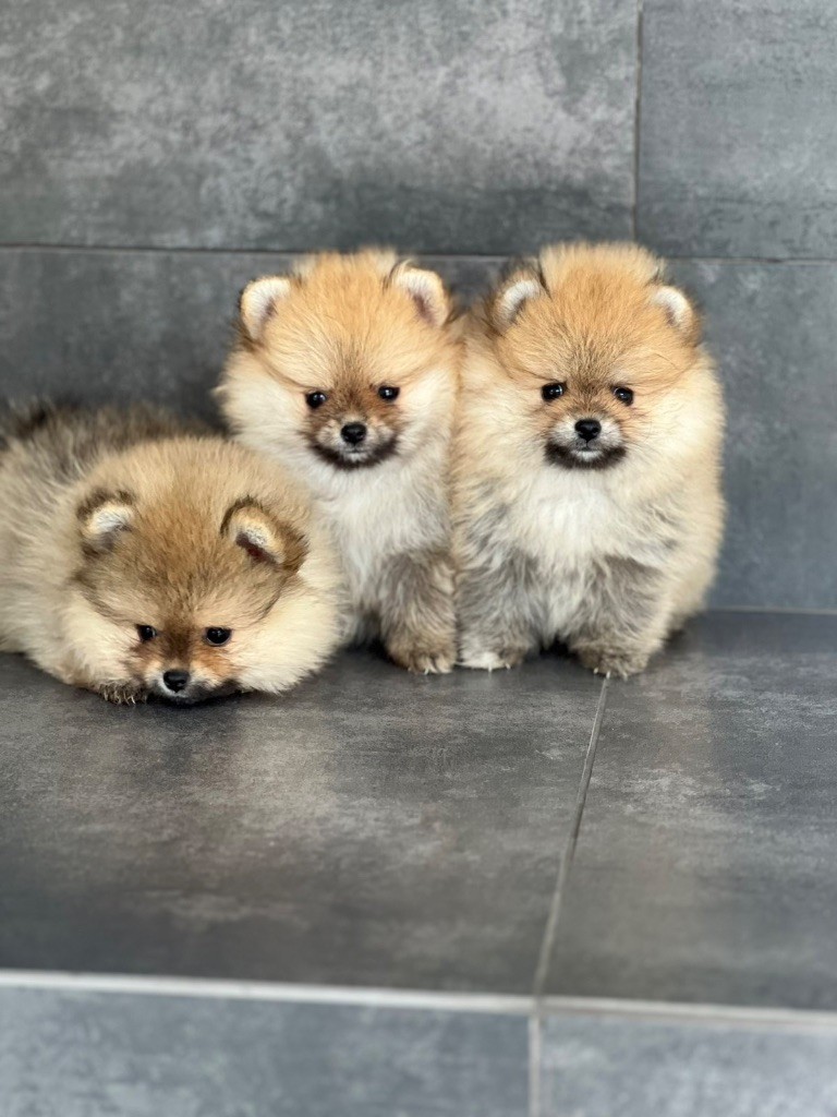 lux pom - Spitz allemand - Portée née le 19/06/2023